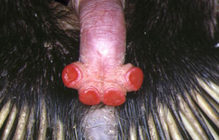 Illustration for article titled 10 Things You Probably Didn't Know About Sex in the Animal Kingdom